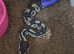 Royal/ball python