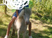 Mini shetland pony