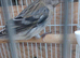 Red Siskin