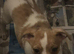 Jack russel pups availabe