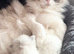 Ragdoll Kittens (GCCF REGISTERED AND FULLY HEALTH TESTED)