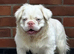 Adorable French bulldogs