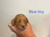Cockapoo puppies