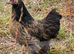 Pekin bantam girls for sale