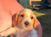 Ready to leave on the 24 th stunning pups