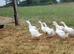 Embden x toulouse goslings