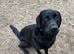 Beautiful Loving Black Lab