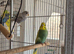 Baby budgies