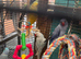 Indian ringneck parrot for sale