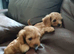 Cavapoo puppies for sale
