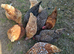 Chickens