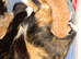 3 beautiful kittens - one girl left