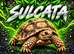 TORTOISES