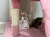 Kittens For Sale