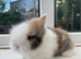Beautiful purebred DM lion head baby bunnies