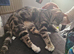 Female bengal for stud
