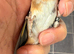 x2 males  2025 goldfinches bbc rings very fit