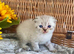 EXCEPTIONAL SCOTTISH/BSH (READY 17TH JULY)
