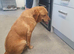 Labrador
