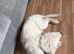 Beautiful female golden retriever