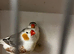 Zebra finch pair