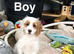 Layla cockapoo boys ready for family now