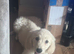 Golden retriever female for sale