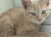 Beautiful little ginger boy