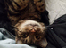 Rehoming 3 cats / Have to go together / 1 female and 2 male