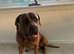 Cane corso/boerboel