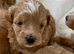 F1 Maltipoo Puppies Extensively DNA Lab Tested Parents