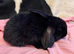baby mini lops