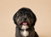 Pure bred shih tzu puppies