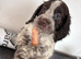 Cocker spaniels