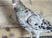 ALMOND COLOR PIGEONS