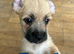 Beautiful pups for sale