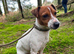 Jack Russell female 2 years old