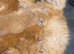 White Male Persian Chinchilla