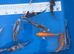 High grade koi carp 6-8inches £15-£25