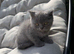 British shorthair kittens