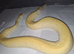 Beautiful lemmon blast pied