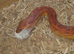 Beautiful female corn snake.