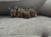 Mini lop babies