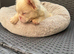 French bulldog full fluffy