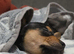 female mini pinscher cross westie pup