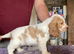 Show type cocker spaniel pups