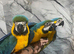 Stunning Baby HandReared Super Tame Cuddly Blue & Gold Macaw