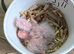 Hand Reared GC Conure Babies