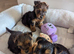 Yorkshire Terrier Puppies