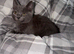 Grey kitten